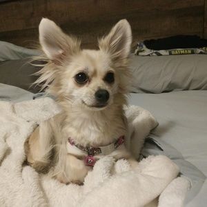 Meet your Posher, Tammie